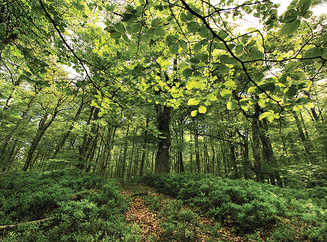 Beech woods at Saja Besaya